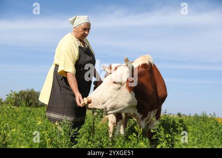Ältere Frau, die Kuh auf grüner Weide füttert Stockfoto