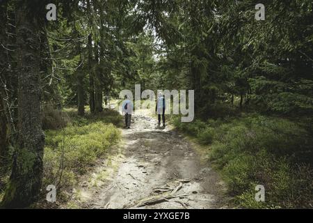 Weg von Gentiana bavarica zum Kleinen Arber, Bayerischer Wald, Bayern, Deutschland, Europa Stockfoto