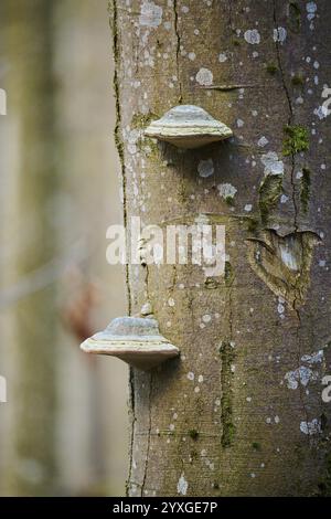 Tinderpilz (Fomes fomentarius), der auf einem Baumstamm der europäischen Buche (Fagus sylvatica) wächst, Nationalpark Bayerischer Wald, Bayern, Deutschland, Europa Stockfoto