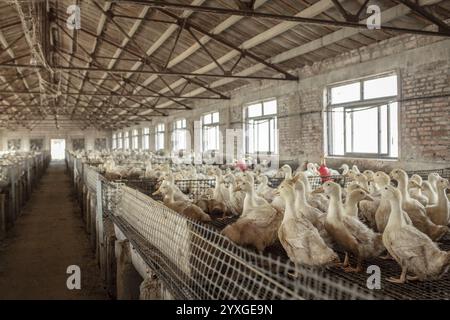 Enten bereit zur Schlachtung in der Entenzuchtstation Jiang Su Xiang GUI Breeding Co. Ltd, Xiang Shui County, China, Asien Stockfoto