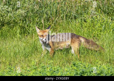 Fuchs (Vulpes vulpes) Rehkitz Jagd Mäuse Deutschland Stockfoto