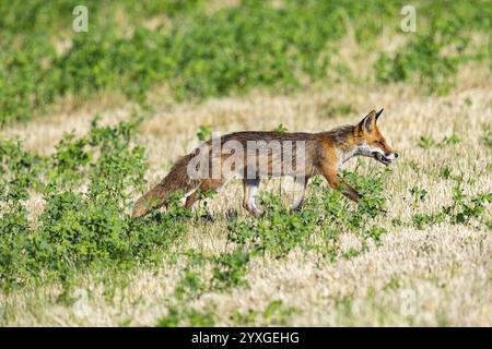 Fuchs (Vulpes vulpes) Rehkitz Jagd Mäuse Deutschland Stockfoto