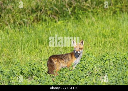 Fuchs (Vulpes vulpes) Rehkitz Jagd Mäuse Deutschland Stockfoto