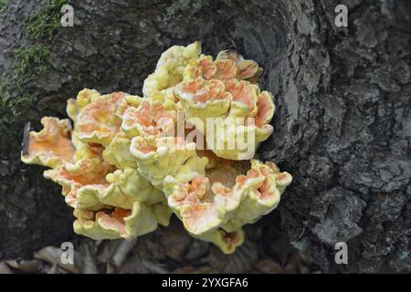 Nahaufnahme eines lebhaften laetiporus sulphureus, allgemein bekannt als Waldpilz, der auf der Rinde eines Baumes wächst und seinen einzigartigen Tiegel zeigt Stockfoto