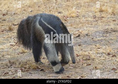 Riesenamittel (Myrmecophaga tridactyla), in der Abenddämmerung, vor Sonnenaufgang, Pantanal, Binnenland, Feuchtgebiet, UNESCO-Biosphärenreservat, Weltkulturerbe, feucht Stockfoto