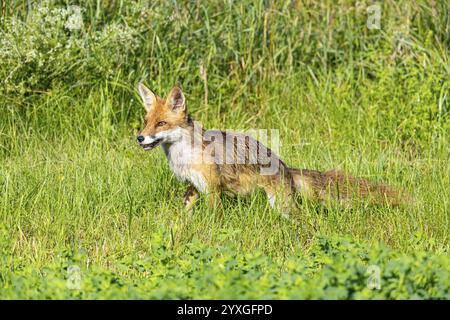 Fuchs (Vulpes vulpes) Rehkitz Jagd Mäuse Deutschland Stockfoto