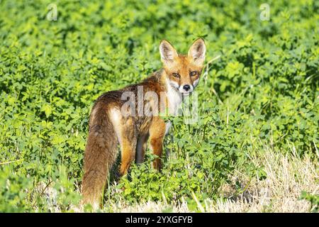 Fuchs (Vulpes vulpes) Rehkitz Jagd Mäuse Deutschland Stockfoto