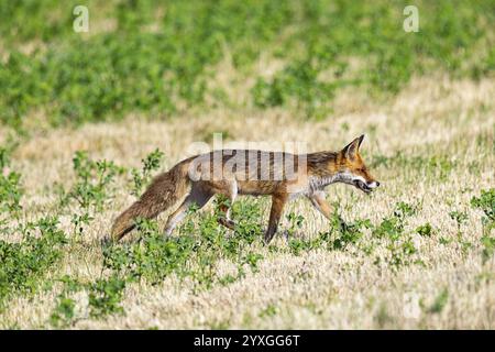 Fuchs (Vulpes vulpes) Rehkitz Jagd Mäuse Deutschland Stockfoto