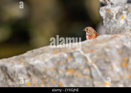 Der männliche Linnet isst Samen und Insekten. Dieses Foto wurde im Turvey Nature Reserve, Dublin, Irland, aufgenommen. Stockfoto