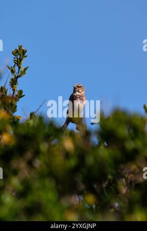 Der männliche Linnet isst Samen und Insekten. Dieses Foto wurde im Turvey Nature Reserve, Dublin, Irland, aufgenommen. Stockfoto