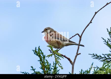 Der männliche Linnet isst Samen und Insekten. Dieses Foto wurde im Turvey Nature Reserve, Dublin, Irland, aufgenommen. Stockfoto