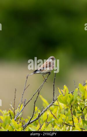 Der männliche Linnet isst Samen und Insekten. Dieses Foto wurde im Turvey Nature Reserve, Dublin, Irland, aufgenommen. Stockfoto