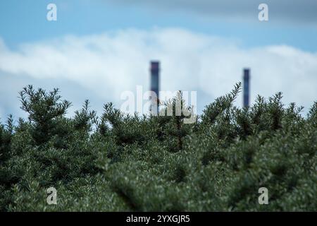 Der männliche Linnet isst Samen und Insekten. Dieses Foto wurde im Turvey Nature Reserve, Dublin, Irland, aufgenommen. Stockfoto