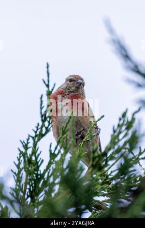 Der männliche Linnet isst Samen und Insekten. Dieses Foto wurde im Turvey Nature Reserve, Dublin, Irland, aufgenommen. Stockfoto