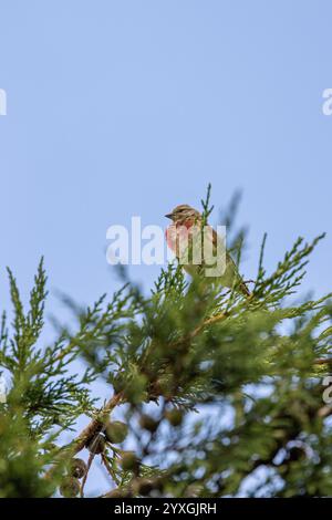 Der männliche Linnet isst Samen und Insekten. Dieses Foto wurde im Turvey Nature Reserve, Dublin, Irland, aufgenommen. Stockfoto