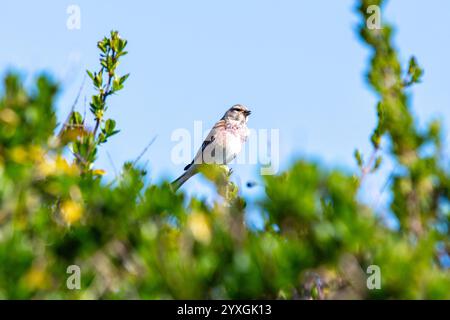 Der männliche Linnet isst Samen und Insekten. Dieses Foto wurde im Turvey Nature Reserve, Dublin, Irland, aufgenommen. Stockfoto