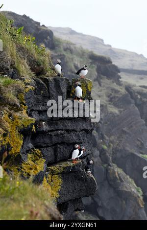 Papageientaucher (Fratercula arctica). Vestmannaeyjar-Inseln, Island. Stockfoto