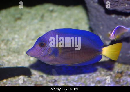 Zebrasoma xanthurum, der violette oder gelbliche Tang Stockfoto