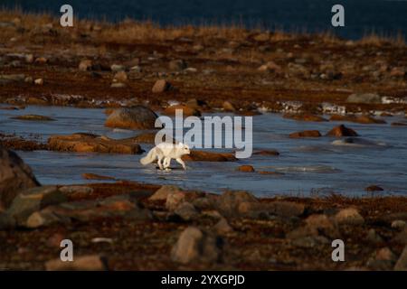 Arctic fox walking on ice during moult season from grey summer fur to winter white coat with a colourful red tundra in the background, Arviat, Nunavut Stockfoto