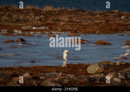 Arctic fox walking on ice during moult season from grey summer fur to winter white coat with a colourful red tundra in the background, Arviat, Nunavut Stockfoto