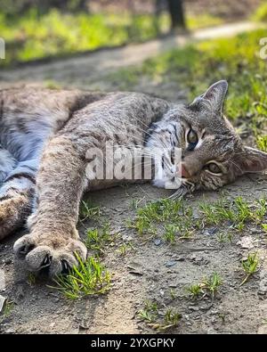 Ein entspannter Bobcat liegt auf einem sonnendurchfluteten Feldweg, seine Pfote nach vorne gestreckt und goldene Augen ruhig in die Ferne blicken, umgeben von grünem Gras Stockfoto