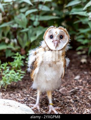 Eine flauschige Scheuneneule steht auf einem Waldboden, umgeben von grünem Laub und erdigen Texturen, die ihr sich entwickelndes weiß und Braun zeigen Stockfoto