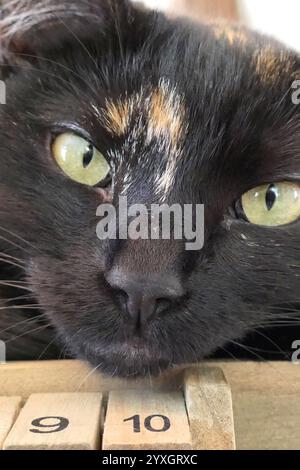 Unsere Katze Dubh (schwarz auf gaeilge/Irisch) chillt bei einem Brettspiel namens Shut the Box. Stockfoto