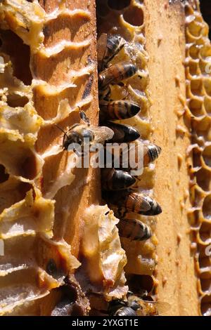 Die Bienenstöcke sind nur wenige Minuten zu Fuß von meinem Haus entfernt. Diese Bienen bestäuben unsere Gärten den ganzen Sommer über und machen leckeren Honig. Viele Bienenstöcke, viele Bienen! Stockfoto