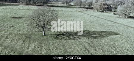 Drohnenfotografie – Bäume und Schatten im Richmond Park, London, England Stockfoto