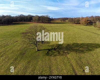 Drohnenfotografie – Bäume und Schatten im Richmond Park, London, England Stockfoto