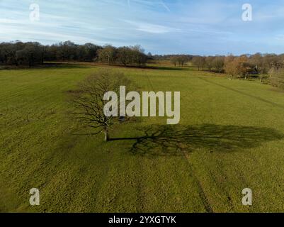 Drohnenfotografie – Bäume und Schatten im Richmond Park, London, England Stockfoto
