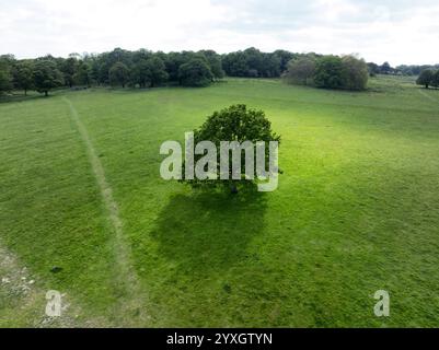 Drohnenfotografie – Bäume und Schatten im Richmond Park, London, England Stockfoto