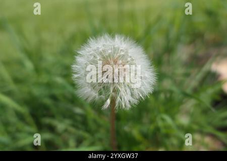 Löwenzahn Pappus am Nachmittag glühen. In westlichen Massaschuestts, kurz bevor mein Kind sie in den Wind gejagt hat Stockfoto