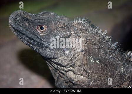 Weber's Sailfin Lizard, Hydrosaurus weberi Stockfoto