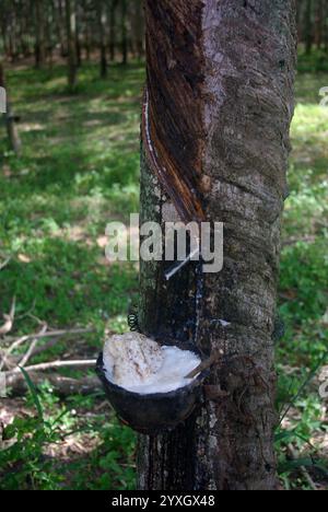 Hevea brasiliensis, der Pará-Kautschukbaum, Sharinga-Baum, Seringueira oder am häufigsten Gummibaum oder Gummipflanze Stockfoto