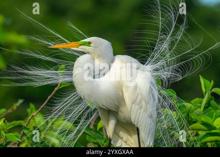Großer Egret, Der In Zuchtgefieder Vorkommt Stockfoto