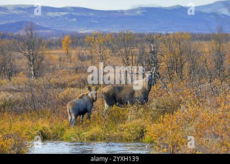 Elche / Elche (Alces alces), erwachsenes Weibchen / Kuh mit Kalb auf der Taiga im Herbst / Herbst, Schweden, Skandinavien Stockfoto