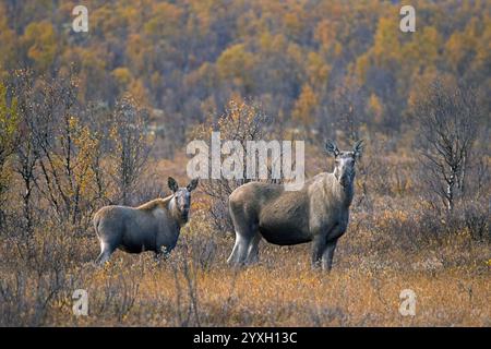 Elche / Elche (Alces alces), erwachsenes Weibchen / Kuh mit Kalb auf der Taiga im Herbst / Herbst, Schweden, Skandinavien Stockfoto
