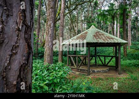 Pavillon im Wald für Wanderer zum Ausruhen und Entspannen. Sophie Naturpark in La Marie, Mauritius Stockfoto