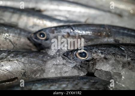 Makarel-Thunfisch, frischer Fisch auf einem traditionellen Markt in Yogyakarta, Indonesien. Stockfoto