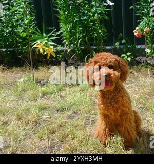 Rothaariger Miniaturpudel im Garten Stockfoto