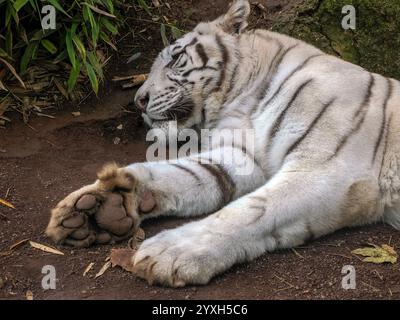 Ein weißer Tiger aus der Nähe Stockfoto