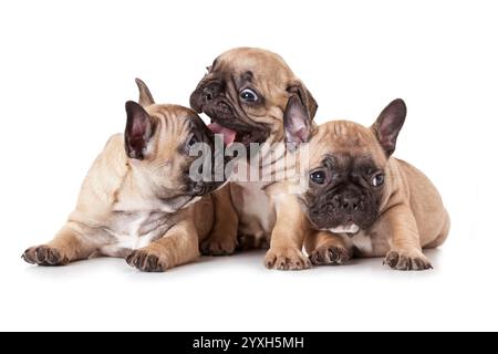 Porträt eines einmonatigen französischen Bulldogge-Welpen über weiß Stockfoto