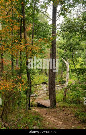 Im August beginnen sich einige Bäume entlang des Beaver Pond Trail im Little River Canyon National Preserve, Alabama, in Herbstfarben zu verwandeln. Stockfoto