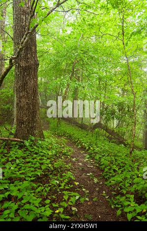 Ein schmaler Pfad mit lebhaften grünen Bäumen und üppigen Bodendecken, die von Nebelwinden bedeckt sind, durch den Wald von Chattahoochee-Oconee in Georgia. Stockfoto