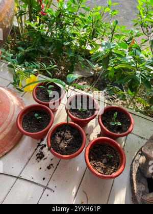 Sechs Terrakotta-Töpfe mit neu gekeimten Zitrus- und Mangoblättern, die erste Blätter zeigen, auf gekachelter Oberfläche mit Reifen Pflanzen im Hintergrund angeordnet Stockfoto