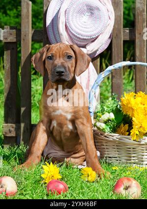 Zwei Monate alter Rhodesian Ridgeback Welpe sitzt auf dem Gras im Garten Stockfoto
