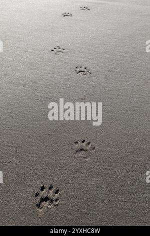 WA26314-00...... WASHINGTON: Waschbärabdrücke im Sand am Second Beach, Olympic National Park. Stockfoto