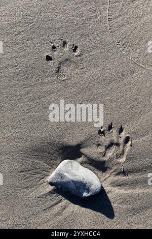 WA26315-00...... WASHINGTON: Waschbärabdrücke im Sand am Second Beach, Olympic National Park. Stockfoto