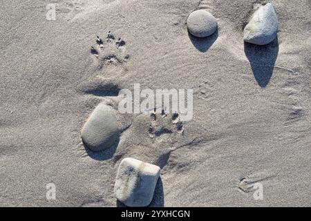 WA26316-00...... WASHINGTON: Waschbärabdrücke im Sand am Second Beach, Olympic National Park. Stockfoto